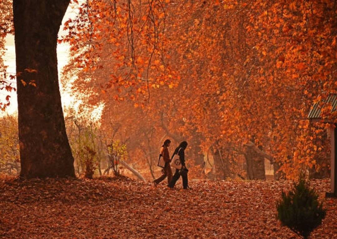 SRINAGAR, INDIA - NOVEMBER 17 : A view of the Mughal Garden covered with fallen leaves of mighty Chinar trees as people visit in Nishat Srinagar, Kashmir on November 17, 2022. Autumn colors are reaching their peak with trees, particularly Chinar, changing their colors as the days are becoming shorter. (Photo by Faisal Khan/Anadolu Agency via Getty Images)